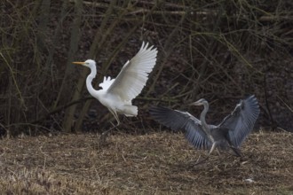 Territorial fight between grey heron (Ardea cinerea) and great egret (Ardea alba), Hesse, Germany