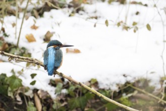 A kingfisher (Alcedo atthis) sitting on a branch, surrounded by winter nature, Hesse, Germany