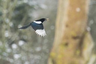 A flying magpie (Pica pica) with a nut in its beak in front of a blurred background with trees and