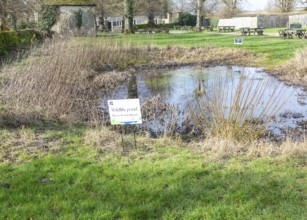 Wildlife pond in free public access area of National Trust property, Avebury, Wiltshire, England,