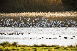 Pied Avocet, Recurvirostra avosetta, birds in flight over marshes, Devon, England, United Kingdom