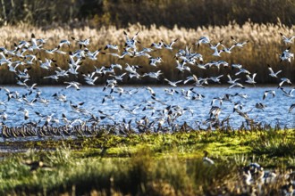 Pied Avocet, Recurvirostra avosetta, birds in flight over winter marshes, Devon, England, United
