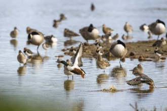 Northern Shoveler, Spatula clypeata, birds in flight over marshes, Devon, England, United Kingdom