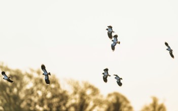 Northern Lapwing, Vanellus vanellus, birds in flight over marshes, Devon, England, United Kingdom