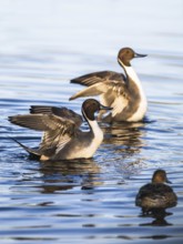 Northern Pintail, Anas acuta, Birds on marshes, Devon, England, United Kingdom