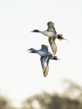 Northern Pintail, Anas acuta, Birds in flight over marshes, Devon, England, United Kingdom