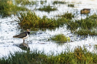 Northern Lapwing, Vanellus vanellus, bird on marshes, Devon, England, United Kingdom