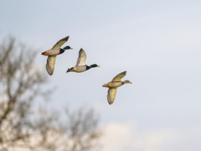 Mallard, Anas platyrhynchos, birds in flight over marshes, Devon, England, United Kingdom