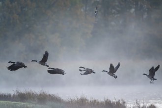 Canada Goose, Branta Canadensis, birds in flight over marshes, Devon, England, United Kingdom