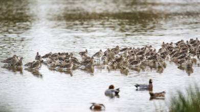 Eurasian Curlew, Numenius arquata, birds on marshes, Devon, England, United Kingdom