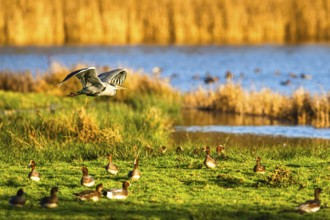 Grey Heron, Ardea cinerea, bird in winter on marshes in winter soft morning light, Devon, England,