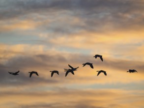 Canada Goose, Branta Canadensis, birds in flight over marshes at sunset, Devon, England, United