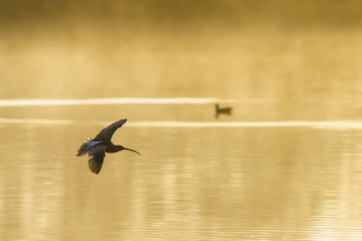 Eurasian Curlew, Numenius arquata, birds in flight over marshes at sunrise, Devon, England, United