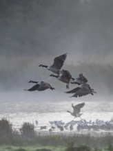 Canada Goose, Branta Canadensis, birds in flight over marshes, Devon, England, United Kingdom