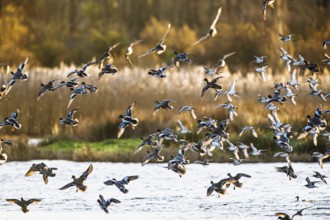 Eurasian Wigeon, Mareca penelope, birds in flight over marshes in Devon, England, United Kingdom