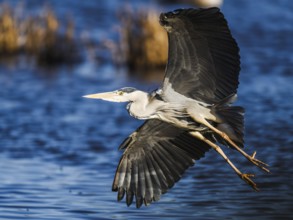 Grey Heron, Ardea cinerea, bird in winter on marshes in winter, Devon, England, United Kingdom
