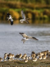 Eurasian Curlew, Numenius arquata, birds on marshes, Devon, England, United Kingdom