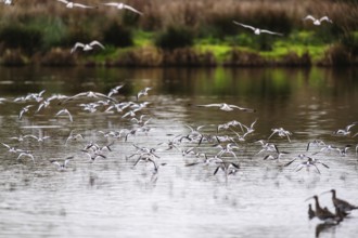 Eurasian Curlew, Numenius arquata, birds in flight over marshes, Devon, England, United Kingdom
