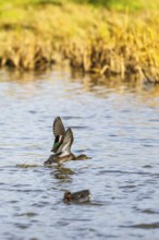 Eurasian Teal, Anas crecca, birds in flight over marshes, Devon, England, United Kingdom