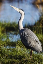 Grey Heron, Ardea cinerea, bird in winter on marshes in winter, Devon, England, United Kingdom