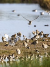 Eurasian Curlew, Numenius arquata, birds in flight over marshes at sunrise, Devon, England, United