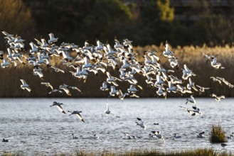 Pied Avocet, Recurvirostra avosetta, birds in flight over winter marshes, Devon, England, United