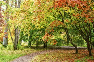 The color of autumn trees and leaves, Bodnant Garden, Conwy River, Colwyn Bay, Conwy, Wales, United