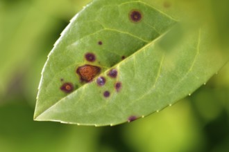Close-up, close-up, macro shot, disease, infested, shot blight on cherry laurel (Stigmina