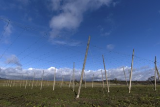 Hop poles, rain clouds gathering behind (Nimbostratus), Eckenhaid, Middle Franconia, Bavaria,
