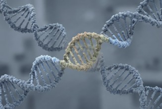 Molecular view of a human DNA double helix embedding tightly integrated sequences of ancient