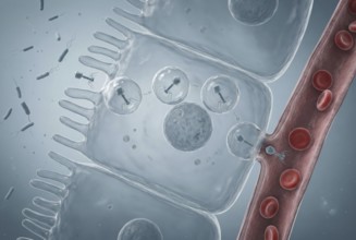 High-resolution visualisation of transcytosis: bacteriophages (viruses) naturally pass through the