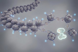 Scientific 3D rendering showing how a chromatin thread unwinds easily because histone proteins have