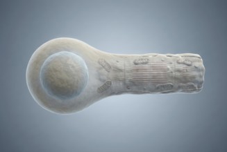 Scientific 3D rendering showing the differentiation of pluripotent stem cells into beating