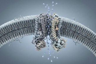 Molecular view of the cell membrane: A defective CFTR ion channel (cause of cystic fibrosis) is