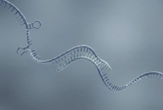Molecular close-up of an antisense oligonucleotide (ASO) (a short, synthetic piece of DNA, RNA)