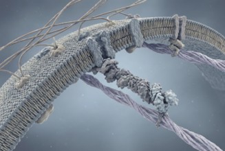 Microscopic view of muscle cells: After gene therapy, a functional, shortened version of the