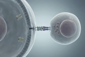 Molecular view of autoantibodies that bind to the surface of an insulin-producing beta cell in the