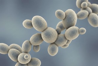 Microscopic 3D visualization of the multi-resistant yeast Candida auris, which shows sprouting