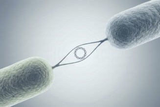 Scientific 3D illustration of two bacteria that are connected via a pilus and exchange a