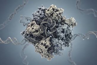 Molecular close-up of a spliceosome complex in the cell nucleus that cleaves introns from a