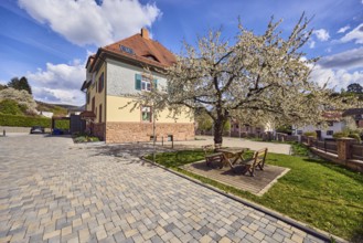 Blooming tree, benches, public table, lawn, town hall, commercial building, street made of colored
