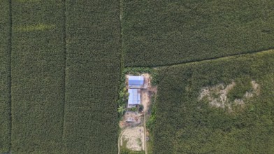 Aerial top-down view of a rural farmhouse surrounded by dense maize fields in the countryside