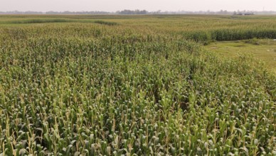 A vast maize field nearing maturity stretches across the rural landscape under a hazy sky