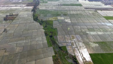 Aerial view of expansive agricultural fields divided into rectangular plots with a narrow green