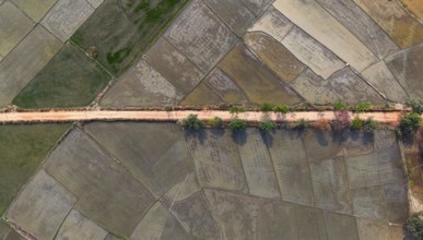 Aerial top-down view of a rural dirt road lined with trees cutting through geometric agricultural