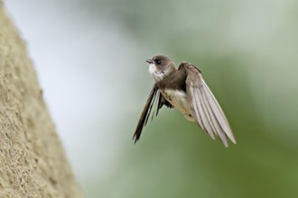 Sand martin (Riparia riparia), approaching the breeding tube, Reussegg nature reserve, Canton