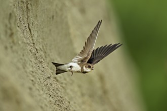 Sand martin (Riparia riparia), taking off from its breeding tube, Reussegg nature reserve, Canton