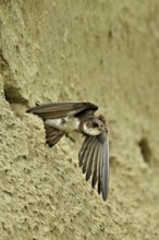 Sand martin (Riparia riparia), taking off from its breeding tube, Reussegg nature reserve, Canton