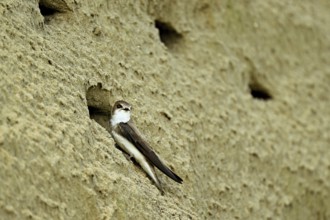 Sand martin (Riparia riparia), at breeding tube, Reussegg nature reserve, Canton Aargau,