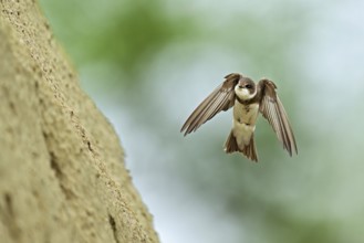 Sand martin (Riparia riparia), approaching the breeding tube, Reussegg nature reserve, Canton